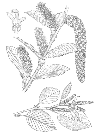Betula medwediewii